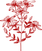 St John's Wort