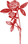 Red Clover