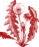 dandelion dandelion